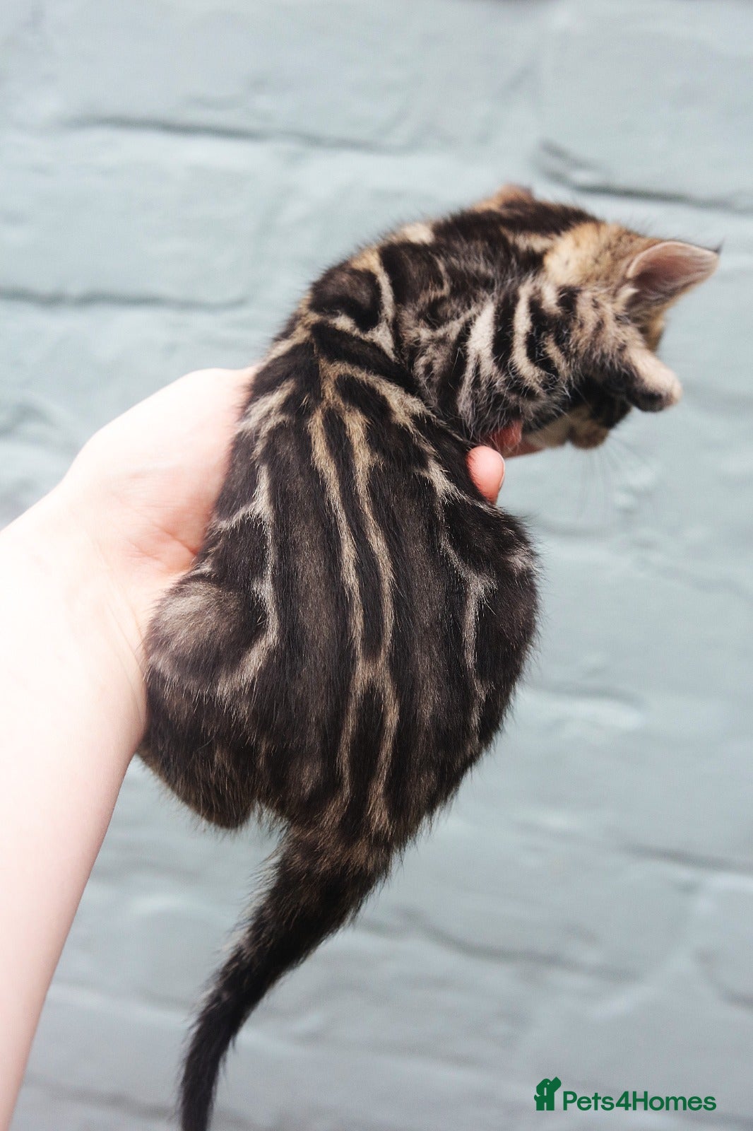 Bengal cats Magnificent Bloodline Bengals  - Advert 9