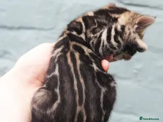 Bengal cats Magnificent Bloodline Bengals - Advert 9