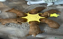 Cavalier King Charles Spaniel dogs for sale: Beautiful Ruby Cavalier King Charles Pups  - Image 7