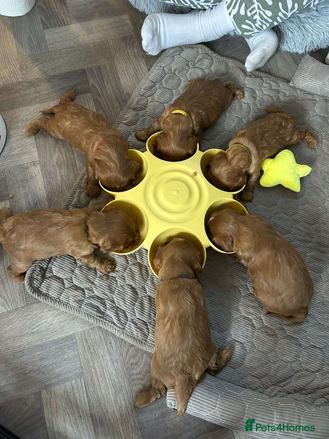 Cavalier King Charles Spaniel dogs for sale: Beautiful Ruby Cavalier King Charles Pups  - Image 7