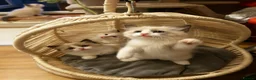Ragdoll cats for sale: Bicolour ragdoll kittens  - Advert 14