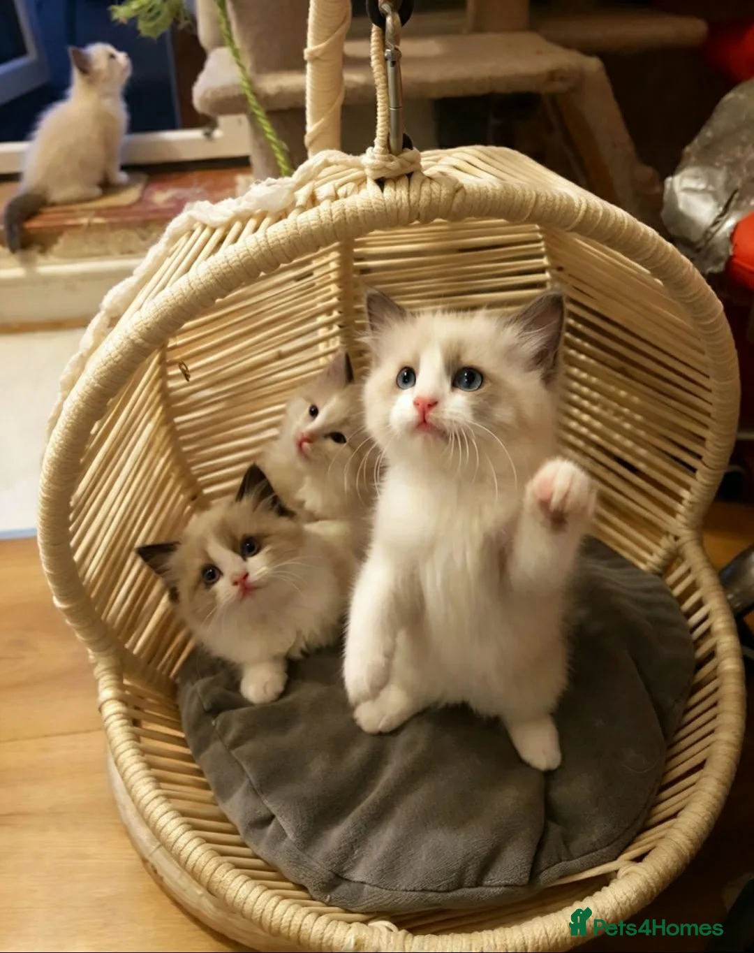 Ragdoll cats for sale: Bicolour ragdoll kittens  - Advert 14