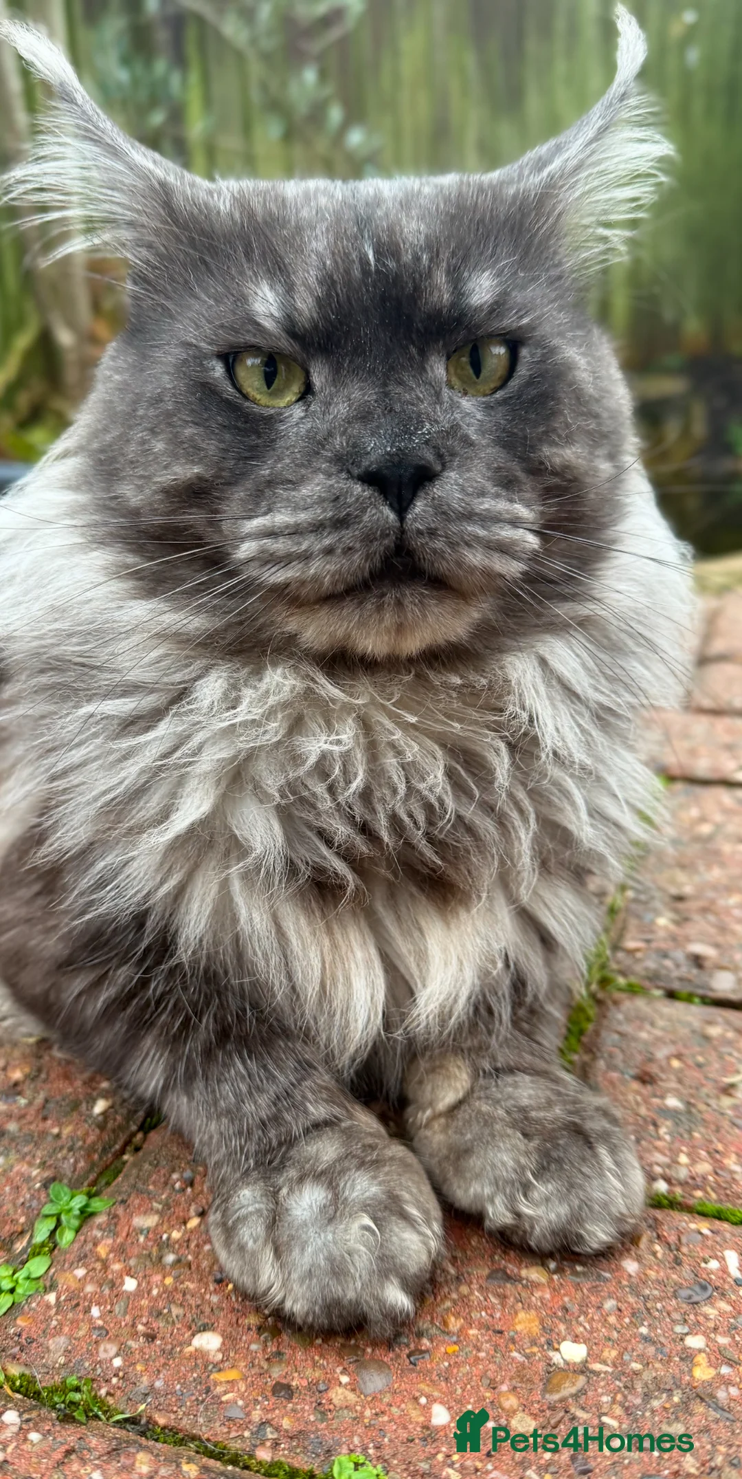 Maine Coon cats for stud: Maine Coon Stud (Russian line) in NOTTINGHAM  - Advert 6