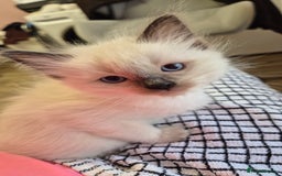 Ragdoll cats for sale: Beautiful Ragdolls Parents health tested 💖 - Image 12