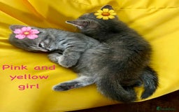Siberian cats for sale: Siberian girl kittens ready for new home now - Image 14