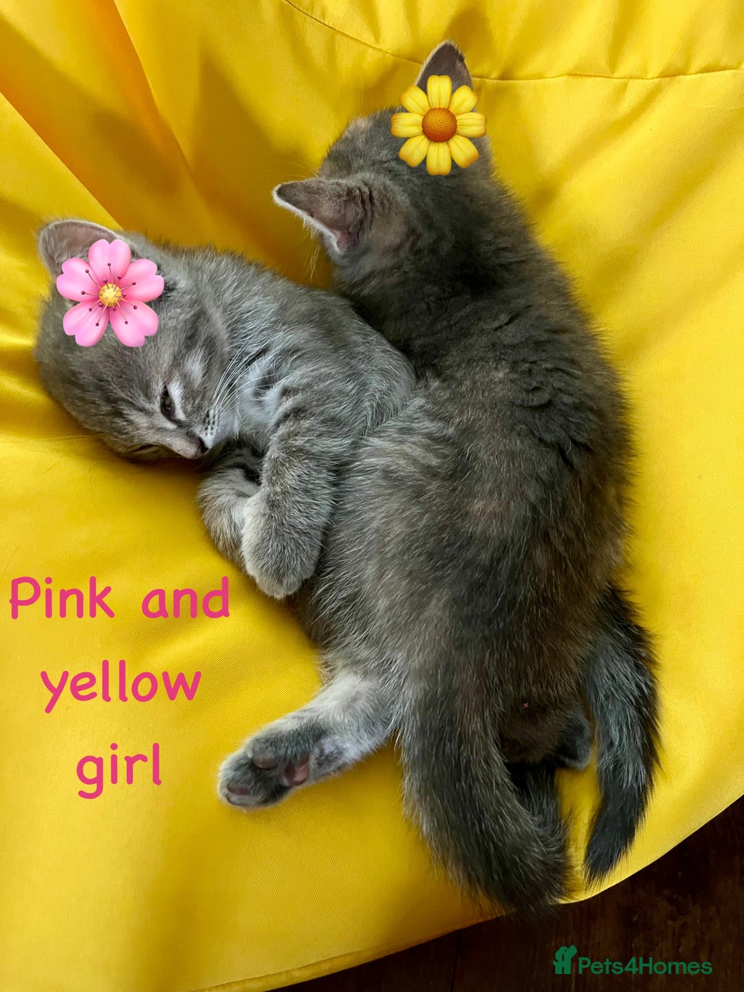 Siberian cats for sale: Siberian girl kittens ready for new home now - Image 14