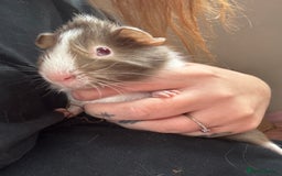 Guinea Pig rodents for sale: 3 bonded males 5 weeks old  - Image 14