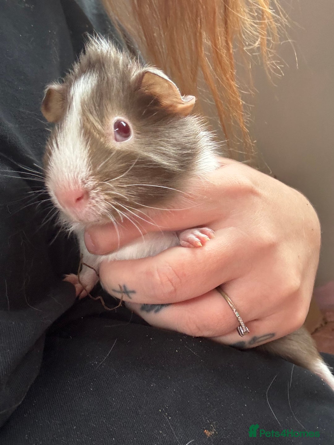 Guinea Pig rodents for sale: 3 bonded males 5 weeks old  - Image 14