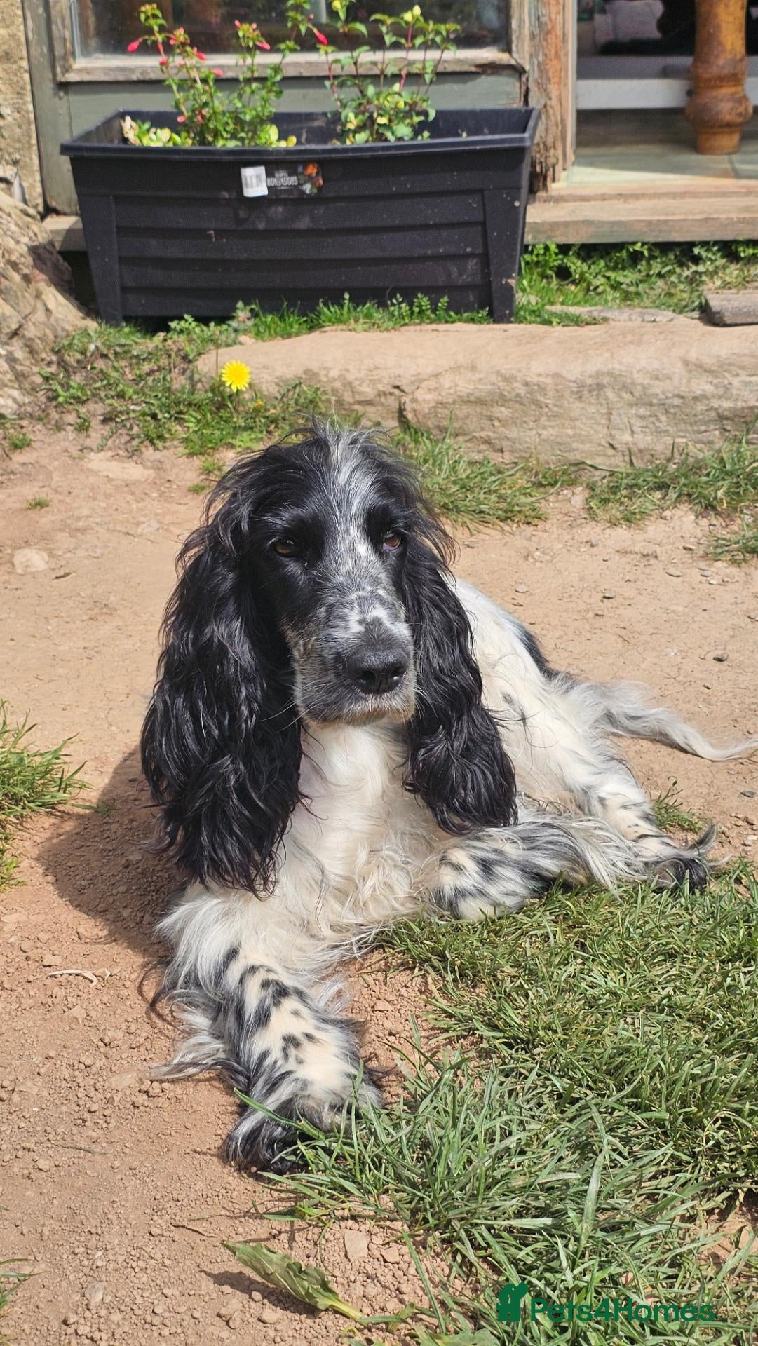 Cocker Spaniel dogs Beautiful Blue roan cocker spaniels for sale - Advert 6