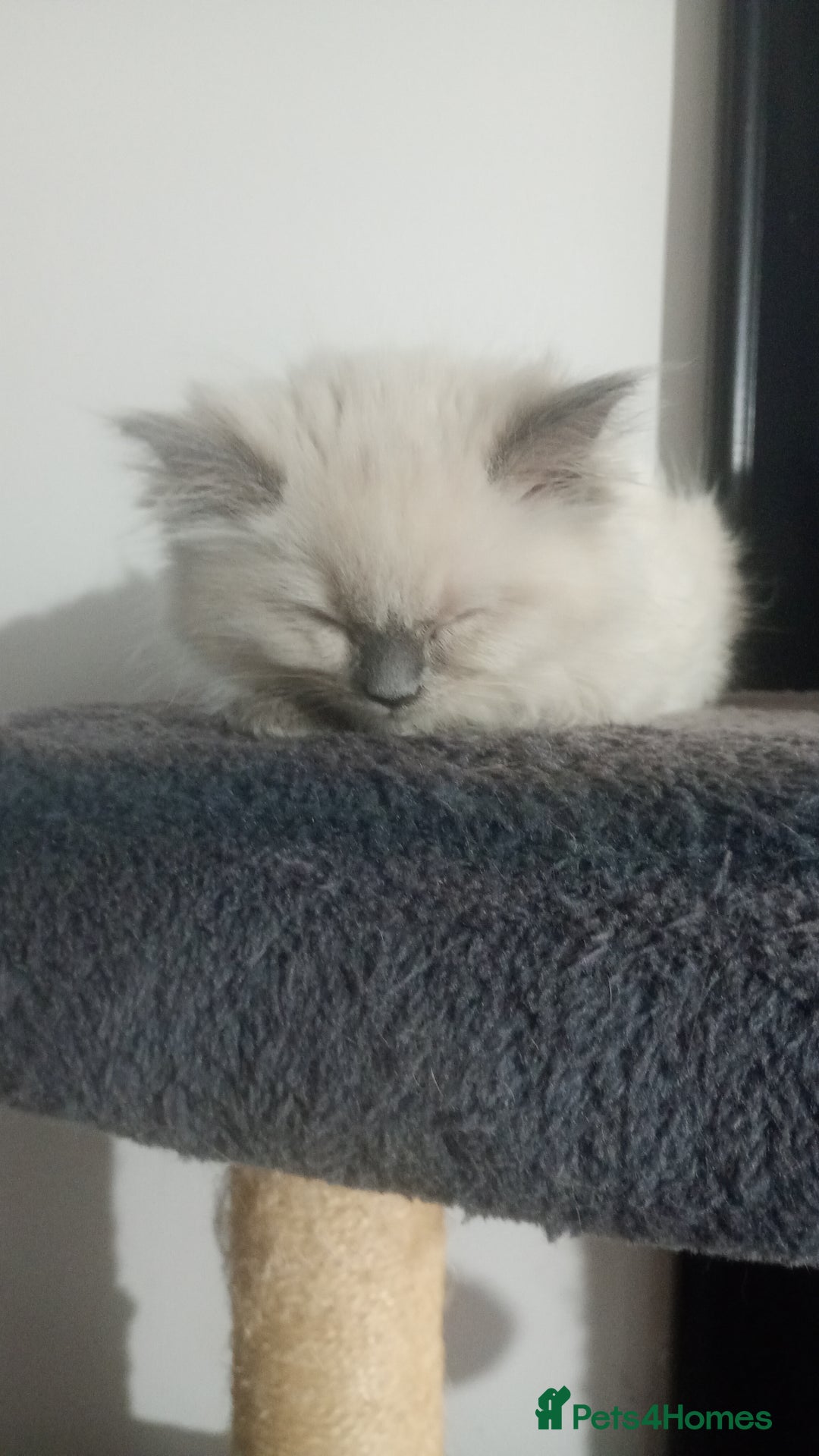 Ragdoll cats for sale: Beautiful full ragdoll kittens £695 - Advert 26