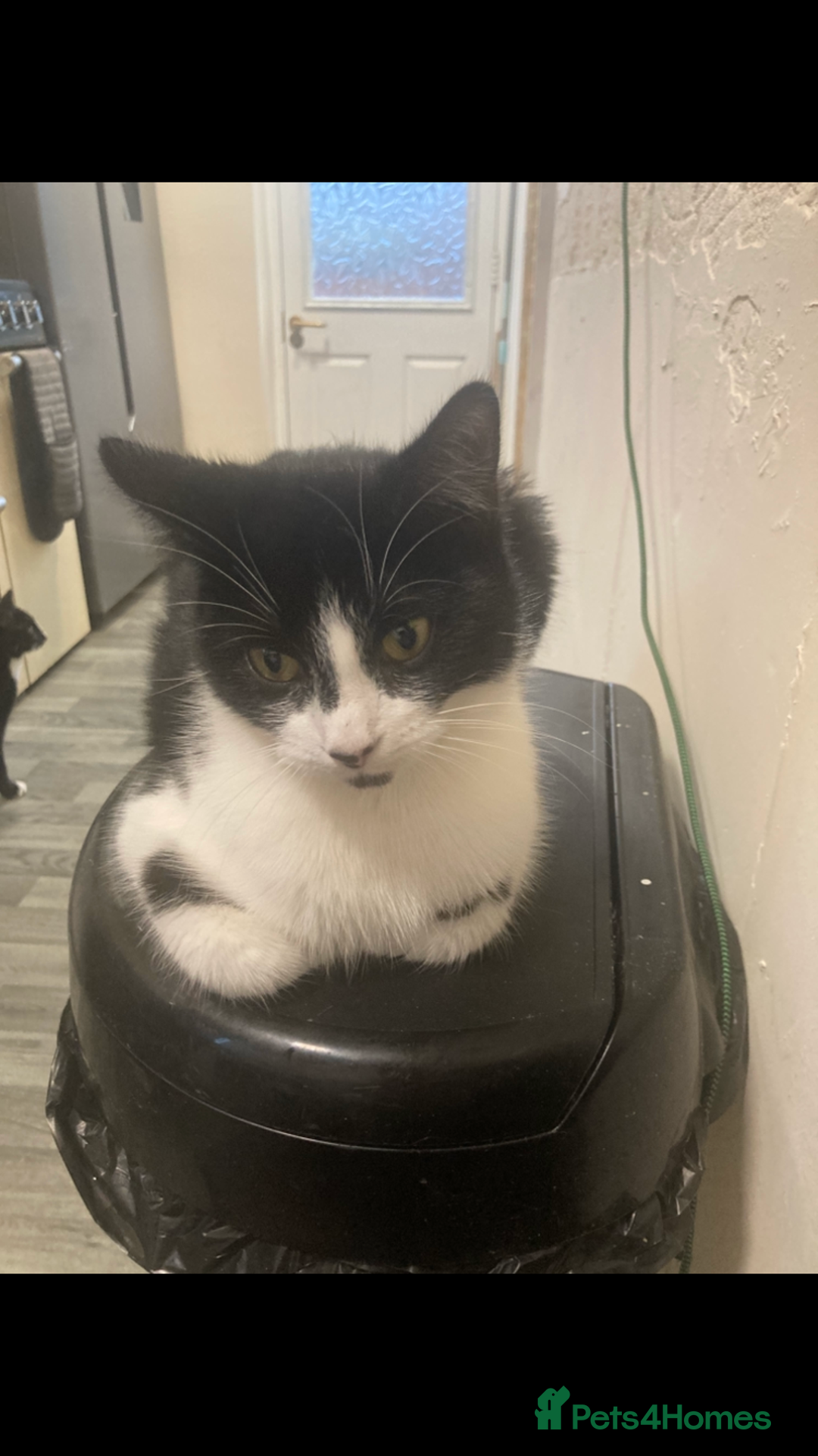 British Shorthair cats for sale: Male and female 2 year old adult cats - Image 2