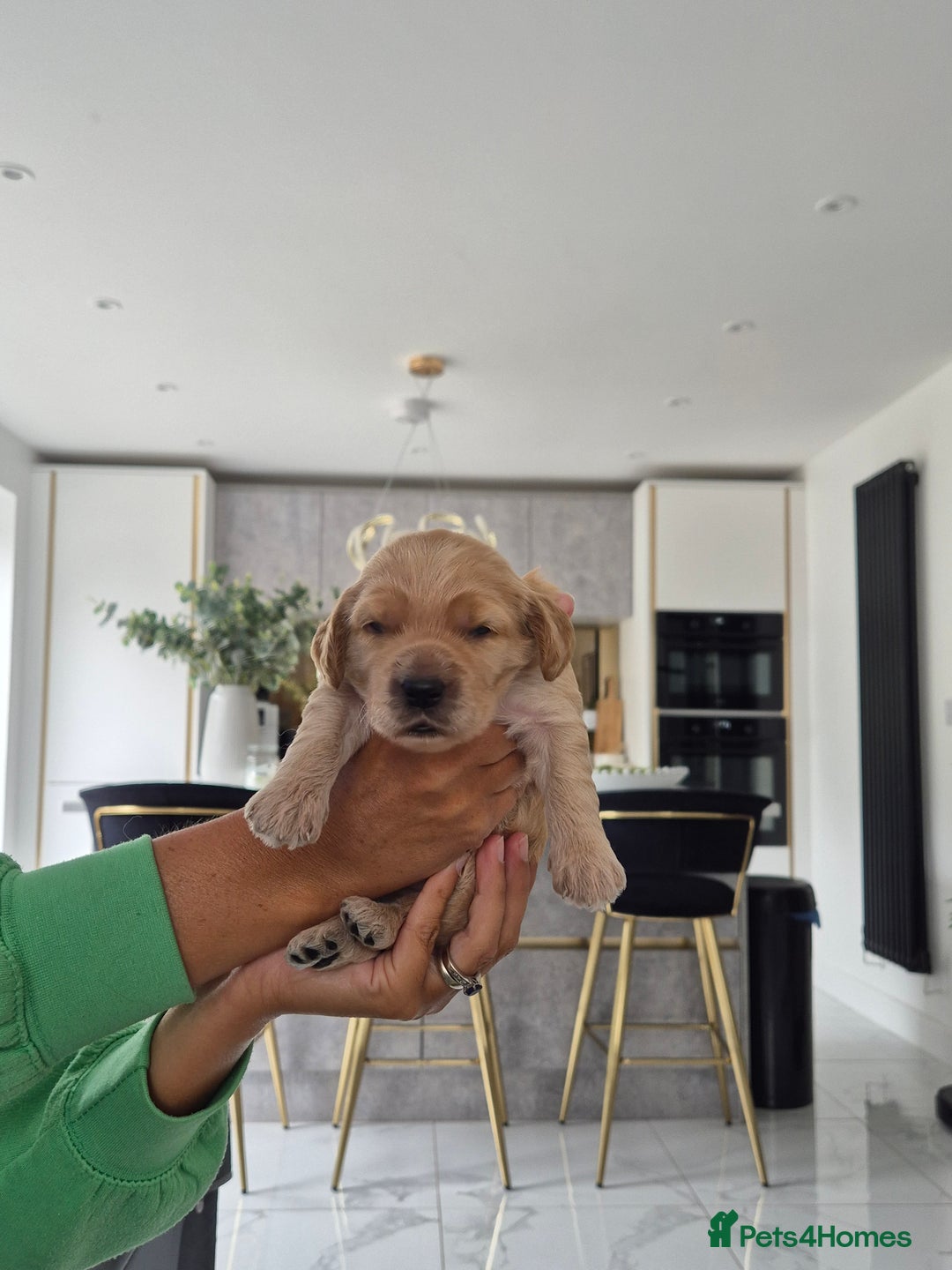 Cockapoo dogs for sale: Absolutely beautiful F1 Cockapoos  - Image 8