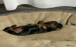 Yorkshire Terrier dogs for sale: Yorkshire terrier boys 🐶 - Advert 5