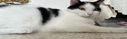 Domestic Shorthair cats for adoption: Rescue male cat desperate for home of his own - Advert 1