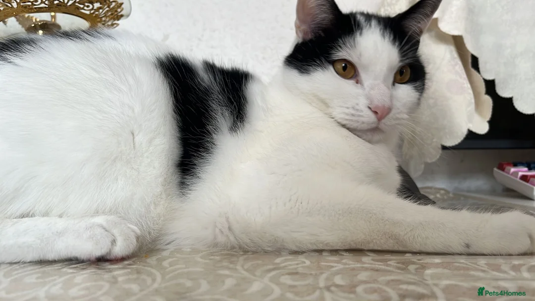 Domestic Shorthair cats for adoption: Rescue male cat desperate for home of his own - Advert 1