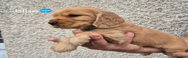 Cocker Spaniel 1