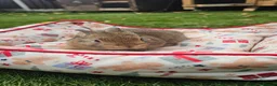 Netherland Dwarf rabbits for sale: Baby Rabbits for Sale – Beautiful Colours 🐰❤️ - Advert 20