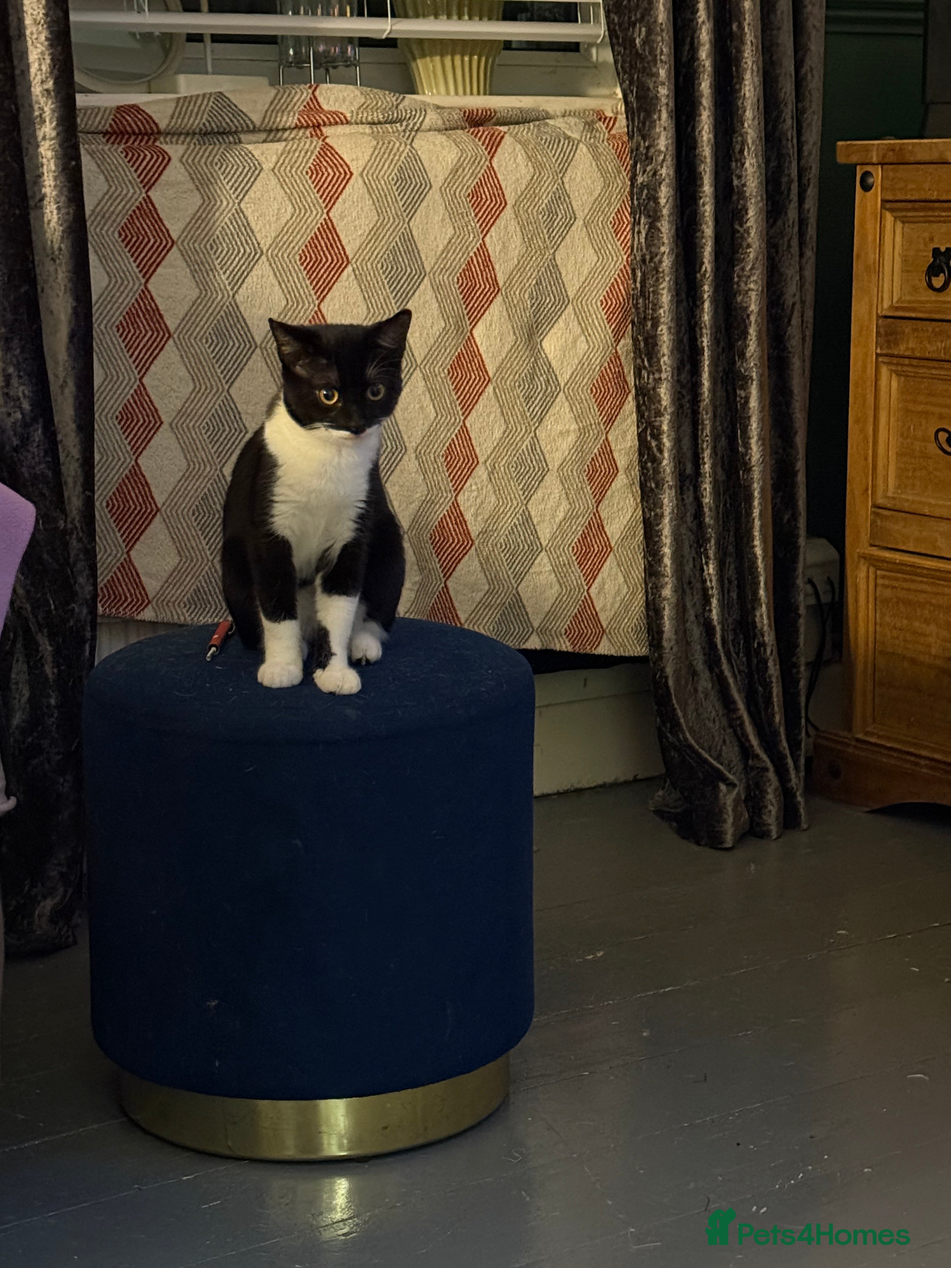 Mixed Breed cats Two female kittens 7 month old - Advert 2