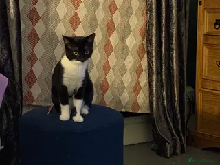 Mixed Breed cats Two female kittens 7 month old - Advert 3