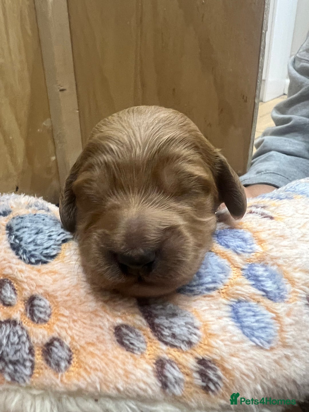 Cockapoo dogs for sale: Beautiful cockerpoo puppies  - Image 29