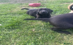 Labrador Retriever dogs for sale: Beautiful Labrador pups  - Image 12