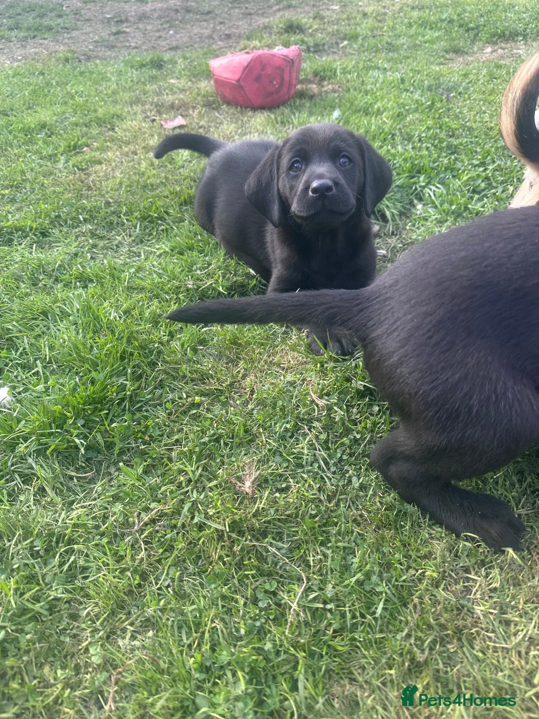 Labrador Retriever dogs for sale: Beautiful Labrador pups  - Image 12