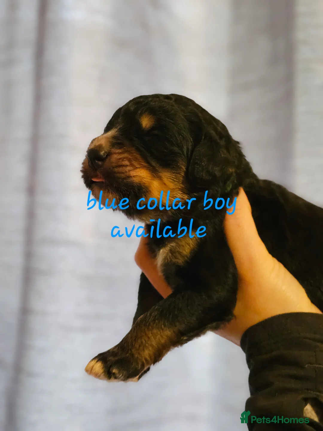 Bernedoodle dogs for sale: All currently reserved! Quality F1Bernedoodle pups - Advert 19
