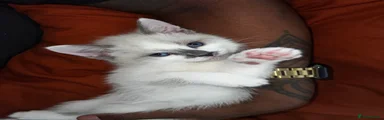 Ragdoll 4