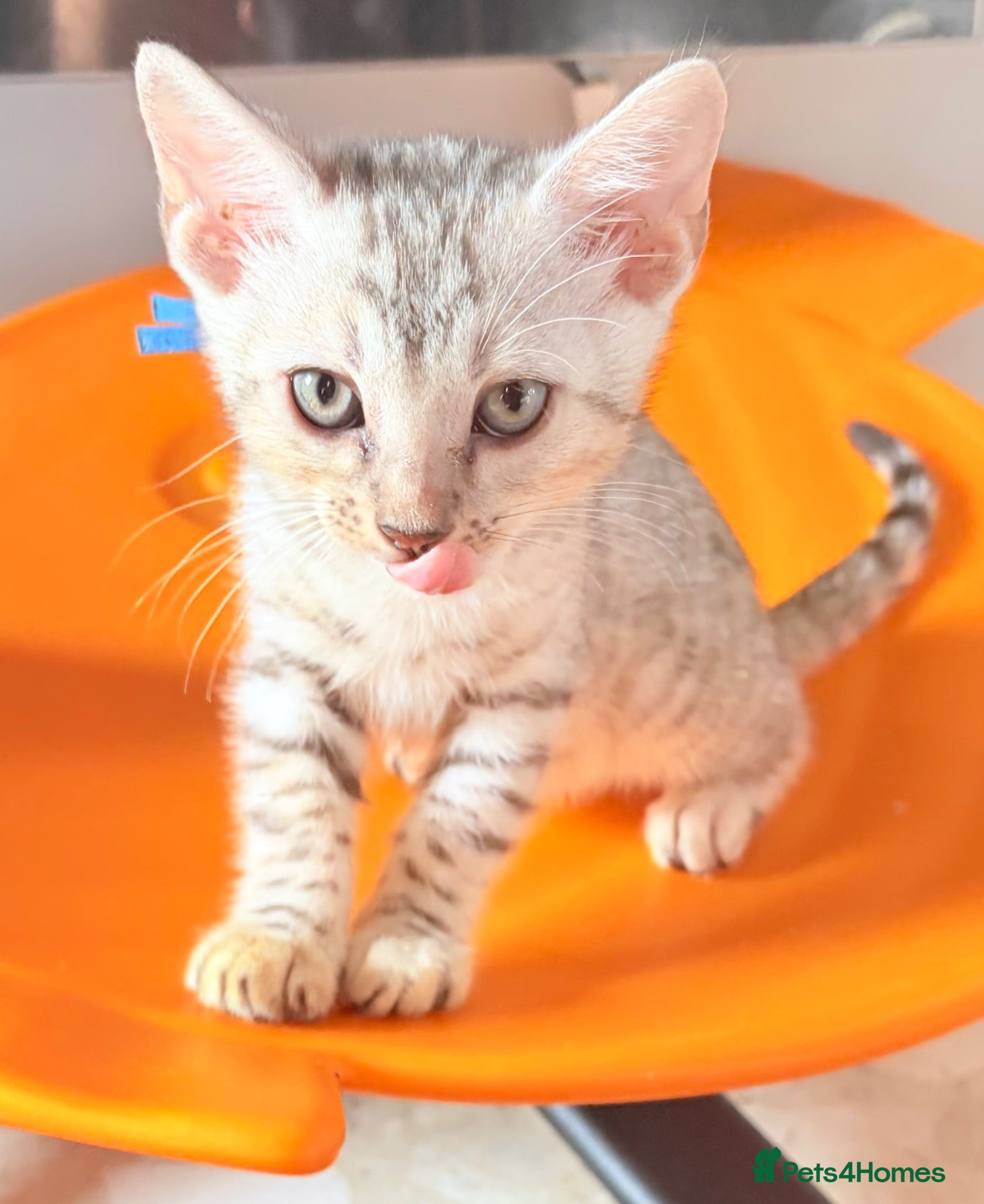 Bengal cats Bengal Kittens-Beautiful Rosettes – Family Raised - Advert 11