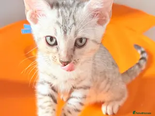 Bengal cats Bengal Kittens- Silvers & Marbles – Family Raised - Advert 1
