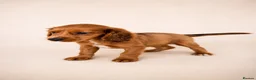 Mixed Breed dogs for sale: Cavacockpoos ready to leave now!  - Advert 3