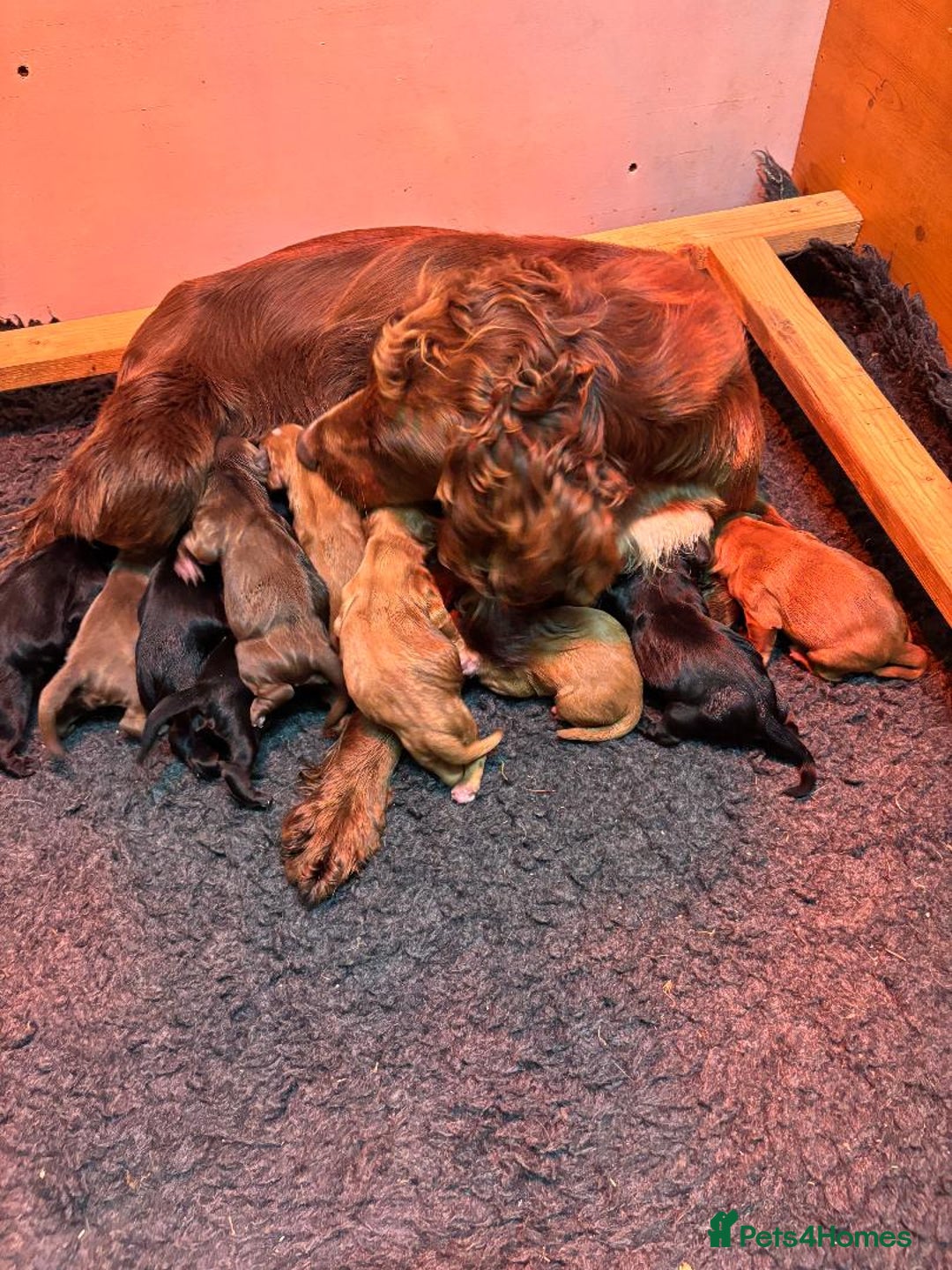 Cocker Spaniel dogs for sale: WORKING COCKER SPANIELS - Image 1