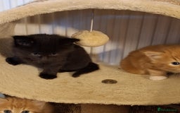 Mixed Breed cats for sale: 4 gorgerous kittens - Image 12