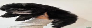 Puppy 4