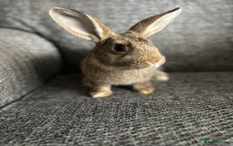 Lionhead rabbits for sale: 3 females Dutch x lionhead ready to go💞 - Image 16