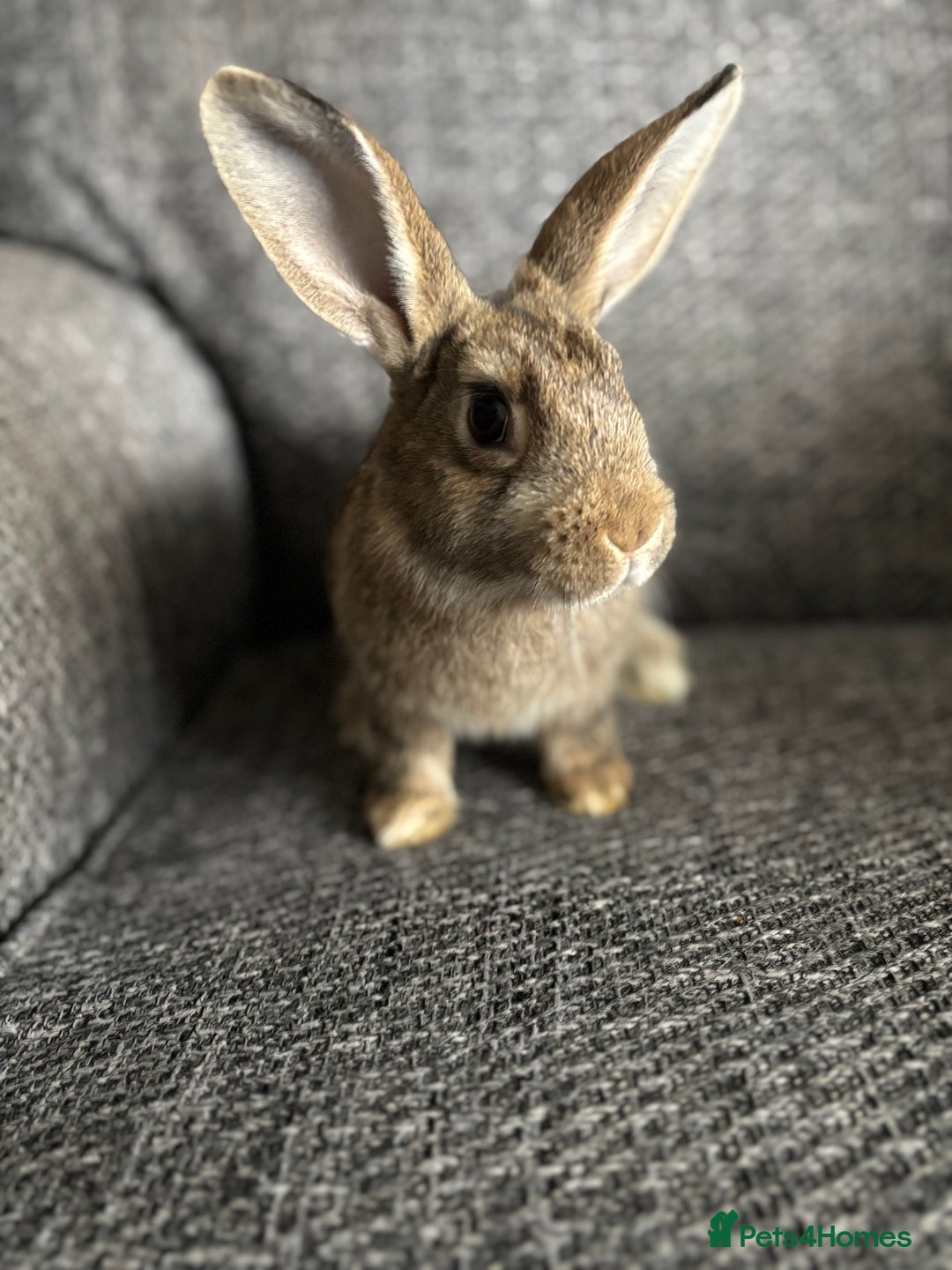 Lionhead rabbits for sale: 3 females Dutch x lionhead ready to go💞 - Image 16
