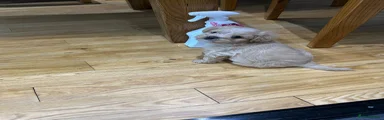 Pugapoo 1