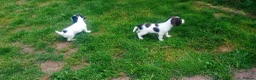 English Springer Spaniel dogs for sale: English springer spaniel pups  - Advert 16
