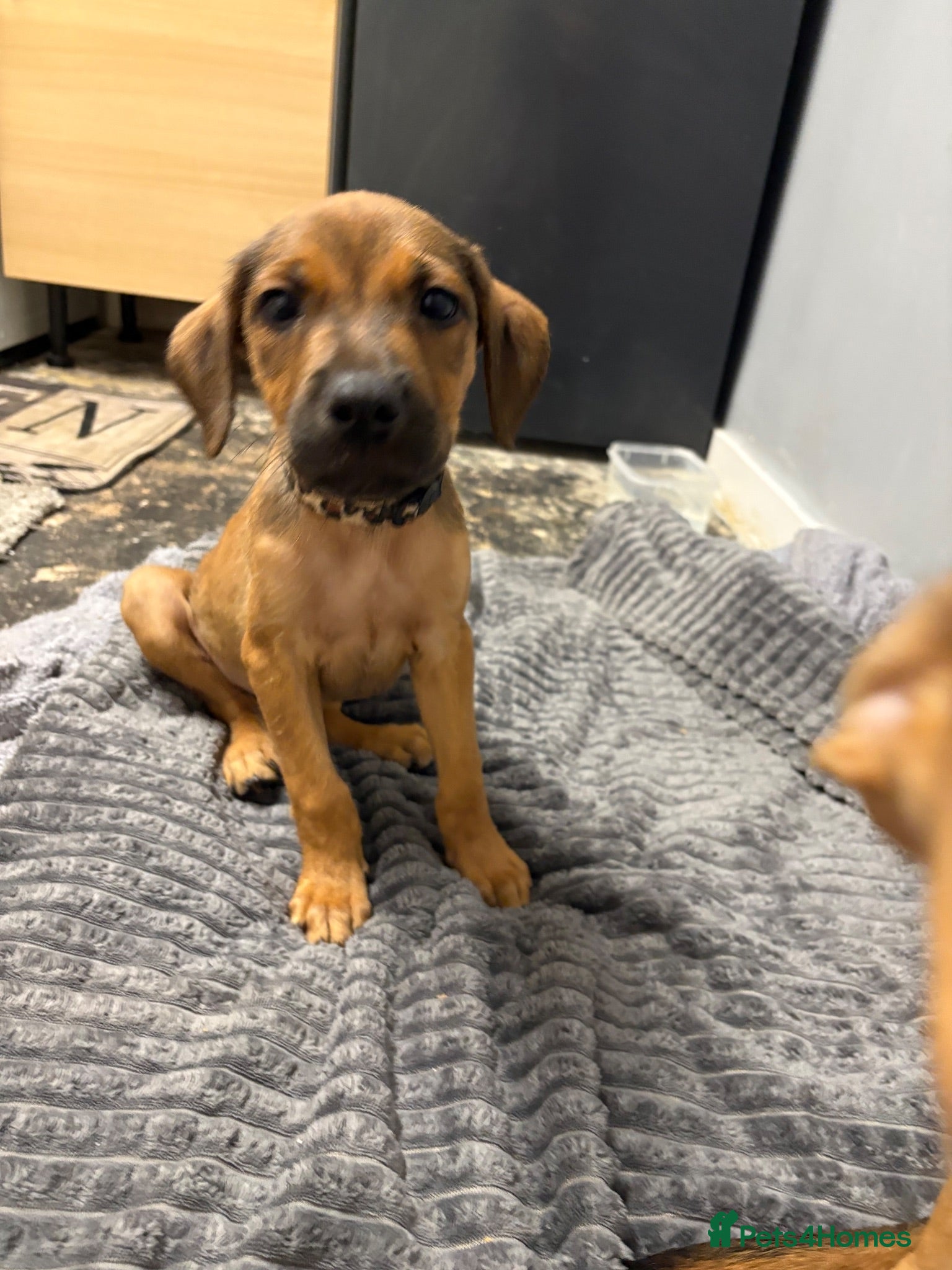 Mixed Breed dogs Male 1  - Advert 15