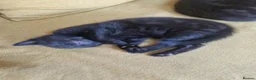 Mixed Breed cats for sale: Russian Blue & Bengal Cross kittens - Advert 10