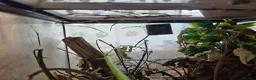 Stick Insects invertebrates for sale: Budwing stick insects - Advert 4