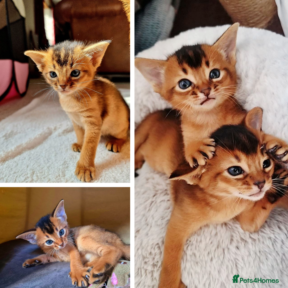 Abyssinian cats Elite Abyssinian Kittens Champion Bloodline   - Advert 1