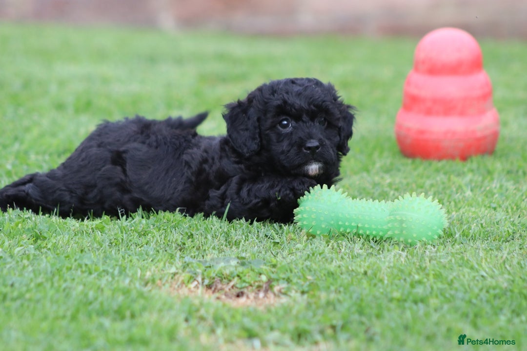 Cavapoochon dogs for sale: Beautiful Cavapoochon puppies for sale - Image 17