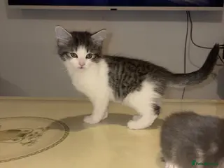 Ragdoll cats £300 - READY 🐾✨Ragdoll x Bengal kittens 🩷🩵 - Advert 15