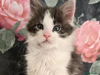 Maine Coon cats stunning bicolour - Advert 18