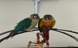 Conures birds for sale: Pair of hand reared conures - Image 1