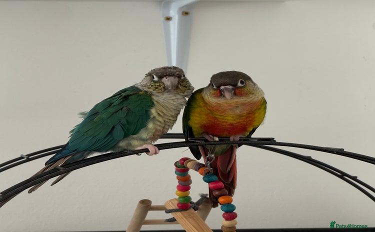 Conures birds - Advert 1