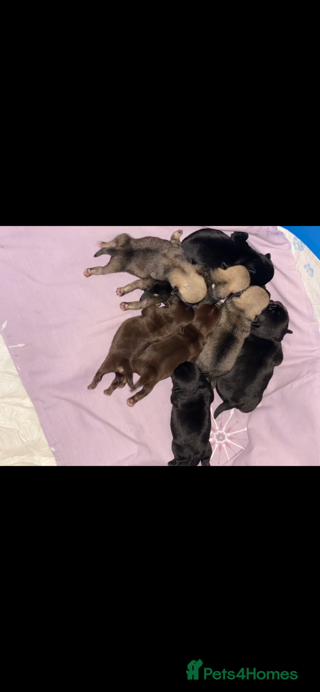 Pug dogs for sale: Beautiful Pug Puppies  - Advert 10