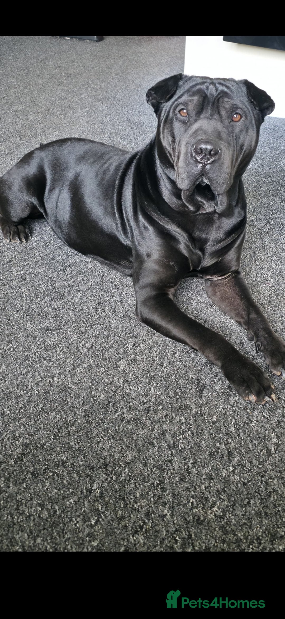 Shar Pei dogs for stud: Shar pei cross rottweiler  - Advert 7