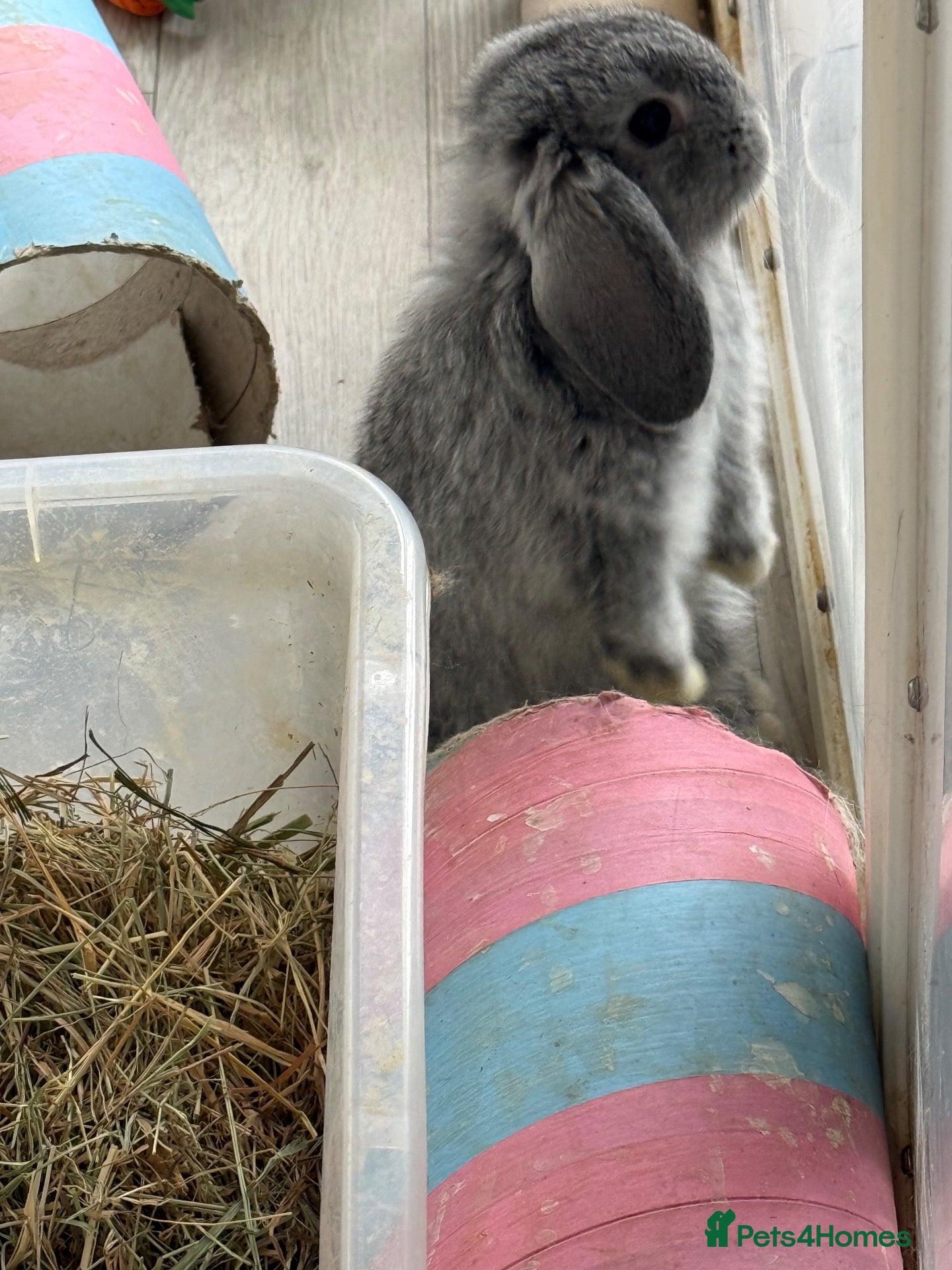 Mini Lop rabbits  last baby ready to leave  💙🐰 - Advert 2